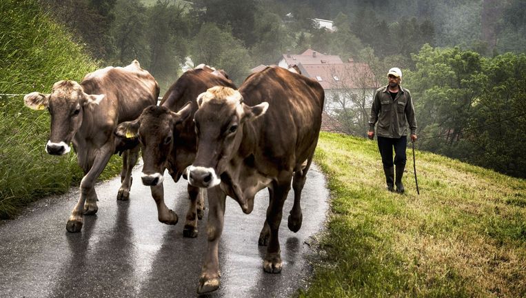Bioboer Aljoša met zijn koeien in het bergdorpje Cadrg. Beeld Aurélie Geurts