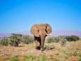 Woede en verdriet om doodschieten iconische olifant ‘Voortrekker’ door trofeejager