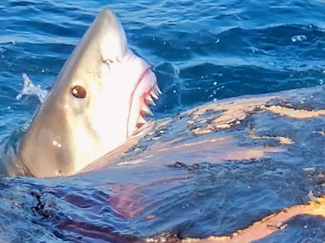 "Je kan het!" Toeristen moedigen witte haai aan die smult van walvis
