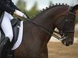 Margriet uit Vlissingen maakt van hoopje ellende een paard voor de top 