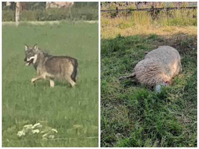 Sloeg Westhoekwolf opnieuw toe? Drie ooien gedood en drie andere dieren verwond in Kruiskerke 