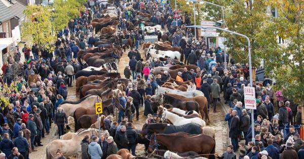 Paardenmarkt Hedel gaat in november niet door | Bommelerwaard - BD.nl
