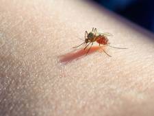 Waarom jij helemaal wordt lekgeprikt door muggen (en je partner niet)