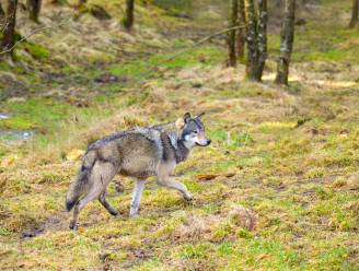 Negen dode wolven aangetroffen in Italië, mogelijk vergiftigd