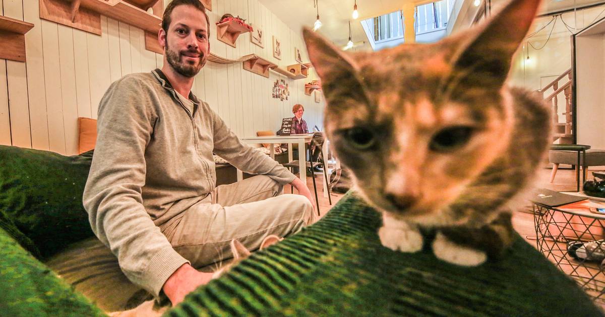 Kinderen jonger dan 8 jaar niet meer welkom in kattencafé Kuro Neko “Kindje sloeg een poes en