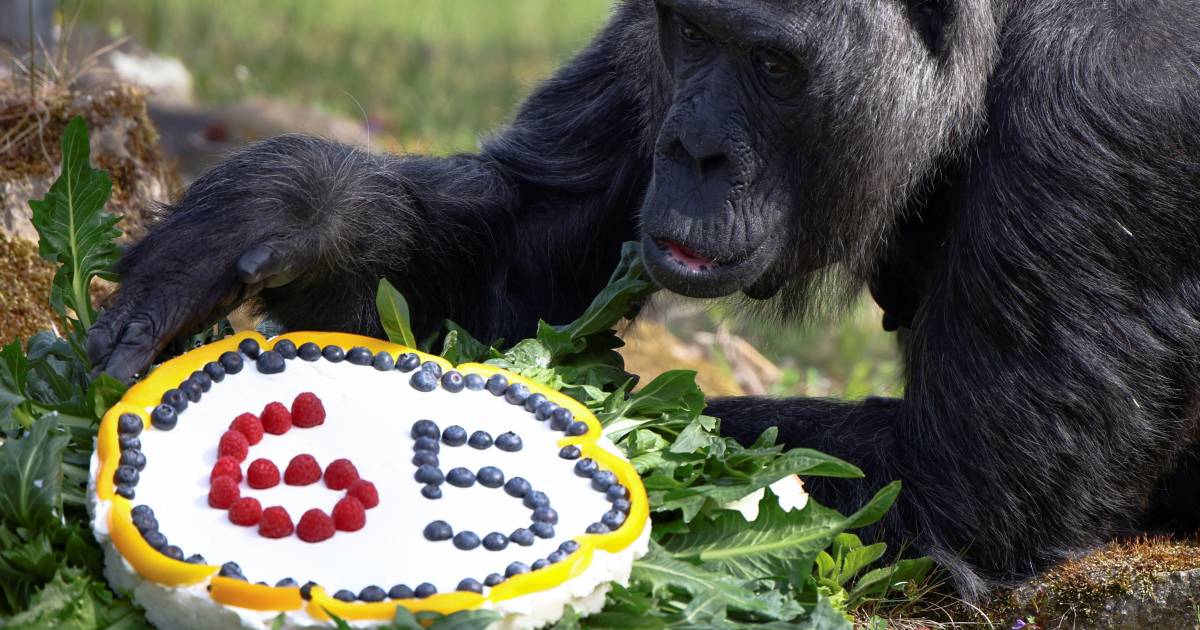 Вату, старейшая в мире горилла, задувает 65 свечей |  животные