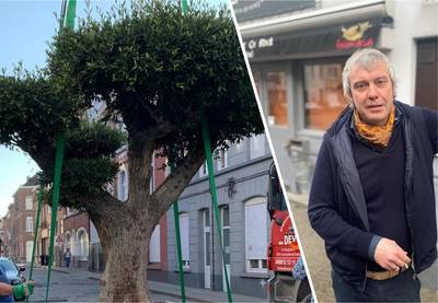140-jaar oude olijfboom van café Defoo moet verdwijnen van stad Gent: “Hij was nochtans dé blikvanger van onze straat”