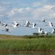 140.000 kraanvogels trekken over België