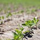 Amerikaanse droogte doet sojaprijs pieken