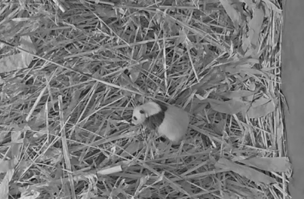 Babypandabeer geboren in  Ouwehands Dierenpark Rhenen
 Beeld Ouwehands Dierenpark Rhenen