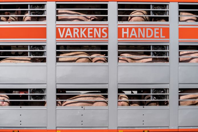Volgens varkenshandelaar Erik Nijsink - van wie overigens niet deze wagen met slachtvarkens is - is zijn handelpositie en die van zijn collega’s dramatisch. ,,Je voelt je nu net een bedelaar, want je kan je varkens nauwelijks kwijt. Met pijn en moeite lukt het, maar dan voor een veel lagere prijs.’’