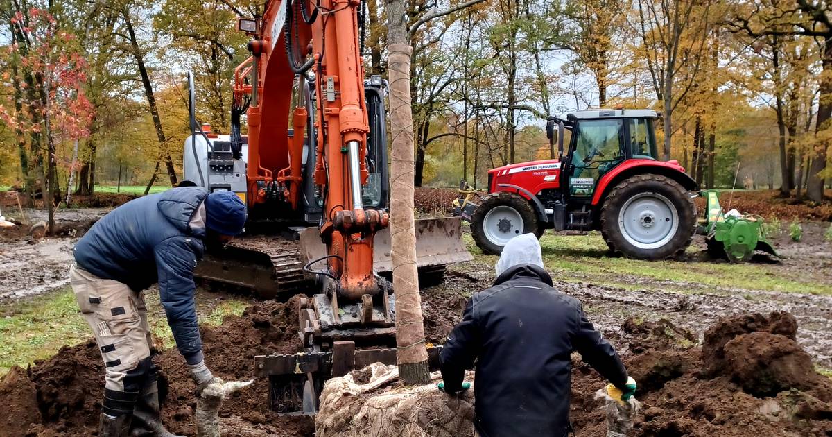 650 bomen vormen nieuwe rustplek in Hof ter Laken: “Creëren idyllisch ...