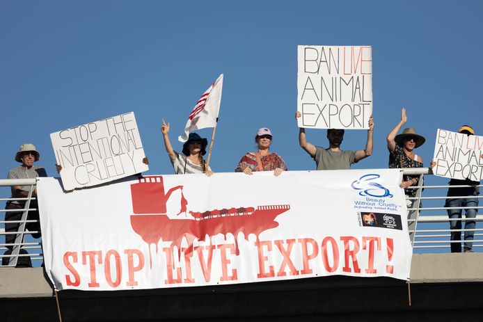 Protest tegen de export van levende dieren en het veeschip in de haven van Kaapstad op 19 februari 2024.