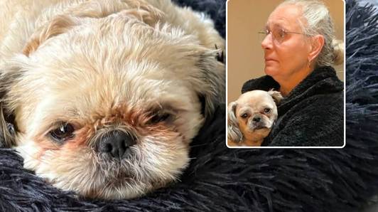 Loslopende stafford bijt hondje Rico dood in Brugge voor ogen van baasje Jenny (71): “Nu blijf ik alleen achter”
