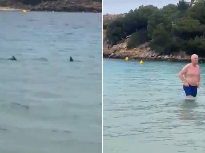 KIJK. Haaien omsingelen Britse familie voor de kust van Menorca: “Hij zigzagde om ons heen”