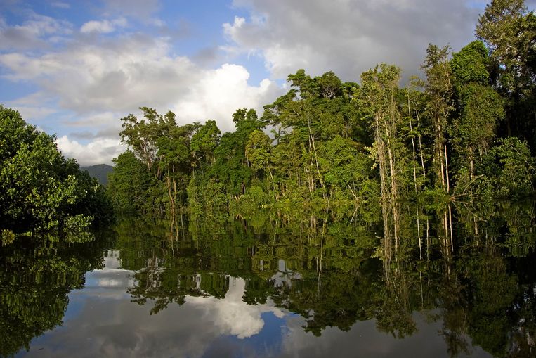 Het Daintree regenwoud in Australië.  Dit regenwoud in de noordelijke deelstaat Queensland geldt als het oudste regenwoud ter wereld.  Beeld Getty Images