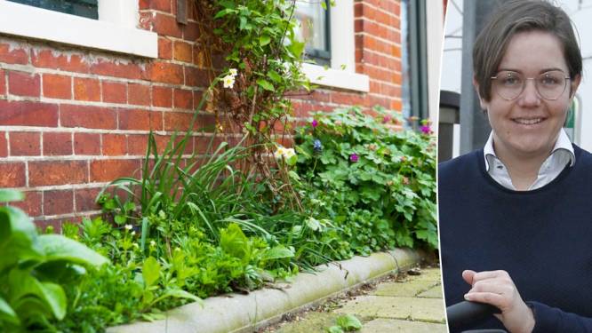 Kortemark wil de bijtjes extra verwennen: “Met geveltuinen en bloeiende bodembedekkers”