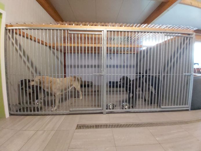 Drie van deze vier honden beten vorige maand twee guanaco's in Planckendael dood.