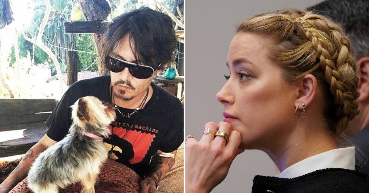 Il veterinario confuta le argomentazioni di Amber Heard: “La cannabis non causa problemi intestinali ai cani” |  Famoso