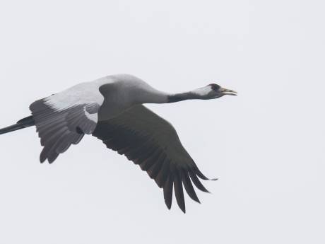 Mythische geluksvogels vliegen over Nederland