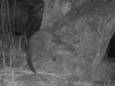 De otter die in Nationaal Park De Biesbosch op camerabeelden is vastgelegd.