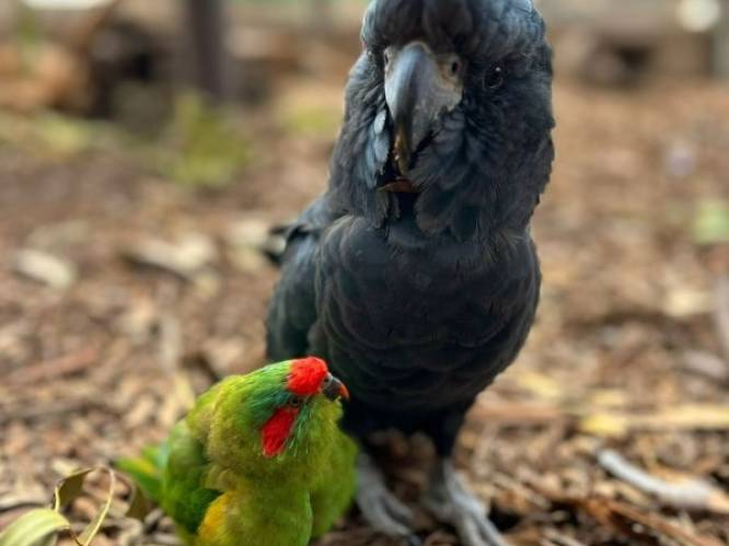 Unieke relatie in Tasmaans natuurreservaat: ‘Kaketoe George en parkiet Raphael zijn onafscheidelijk’