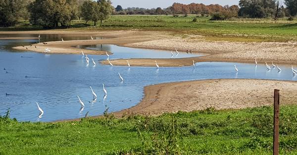 Vissen is een makkie, dankzij de lage waterstand - De Gelderlander
