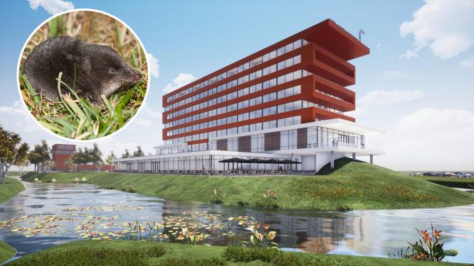Waterspitsmuis zit bouw hotel Van der Valk langs de N11 in de weg