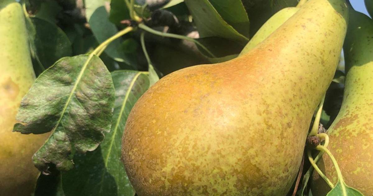 Previsto un forte aumento dei prezzi delle pere a causa del raccolto deludente |  consumatore