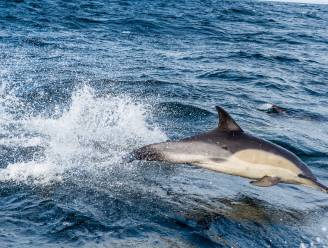 Vissers doden (bedreigde) dolfijnen en zeehonden om ze te gebruiken als aas