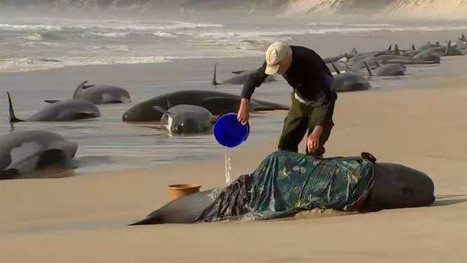200 cétacés meurent échoués sur une plage australienne