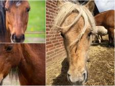 Manege in rouw na dramatische dood geliefde pony’s: ‘Kudde schrok en sloeg op hol’
