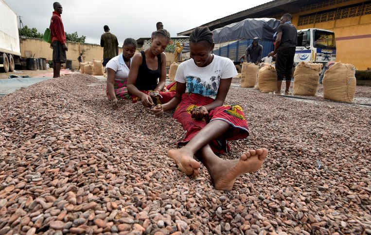 Vrouwen sorteren cacaobonen in Ivoorkust. Door het toegenomen vakmanschap is de productiviteit per hectare enorm gestegen.  Beeld AFP