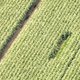 Wiet wieden tussen mais in Limburg
