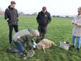 De schapenhouder vond vijf van zijn dieren dood in een wei in Rosmalen. Dertien andere schapen zijn gewond.