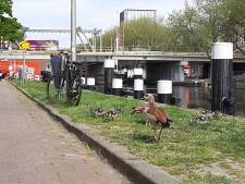 Een lange adem voor meest besproken oeververbinding van Delft