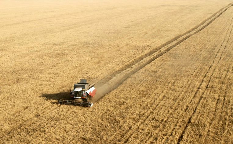 Een graanveld in zuidelijk Rusland. Beeld REUTERS