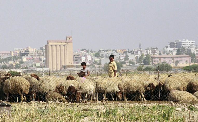 Schapenherders op het platteland nabij Raqqa. Beeld reuters