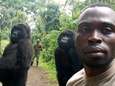 Deux gorilles prennent la pose avec un ranger