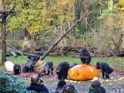 Chimpansees door het dolle na giga-traktatie van Brasserie Staverden: ‘Veel plezier van gehad’
