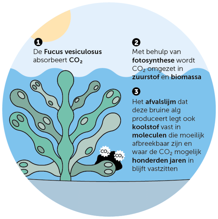 zeewier Beeld DM