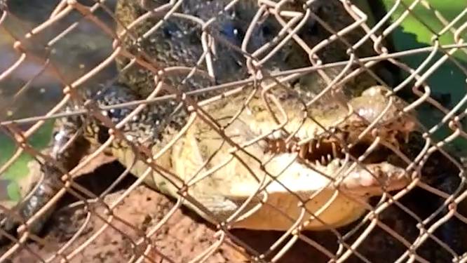 Kijk hoe pijlsnel krokodil uit water aanvalt