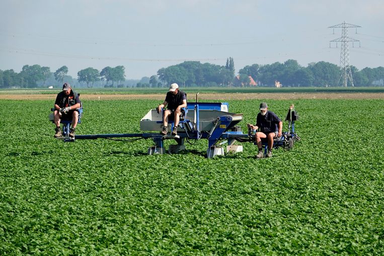 Drie landarbeiders  nabij Marknesse en Emmeloord. Beeld Hollandse Hoogte / Fred Hoogervorst