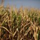 Ondanks hitte versoepelt Oost-Vlaanderen sproeiverbod op vraag van landbouwers
