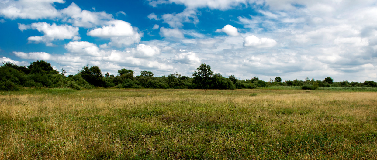 De Moerputten in Brabant, een van de rijkste en mooiste blauwgraslanden, staat in bloei. In Nederland zijn nog maar enkele tientallen hectare blauwgrasland.  Beeld ANP