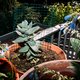 Planten of vogels? Caspar Janssen moet kiezen op zijn drukke balkon