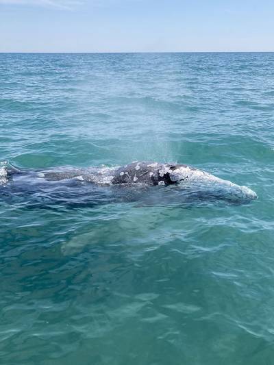 La baleine grise égarée en Méditerranée réapparait en piteux état à Majorque