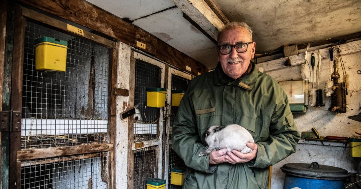 ‘Flappie’ van Hendrik (90) uit Erlecom overleeft de kerst wél: ‘Oudere dieren slacht je niet, daar h