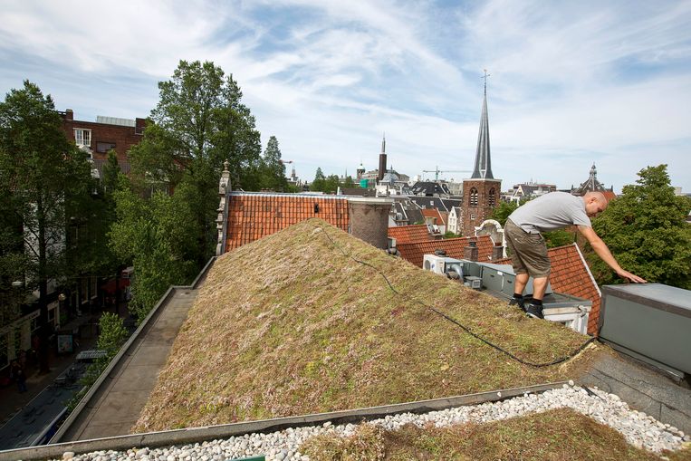 Een groen dak op het Concious Hotel in Amsterdam. Beeld Martijn Beekman / ANP