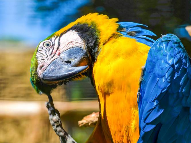 Ontsnapte papegaai scheldt brandweerman uit bij reddingsactie